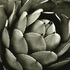 20101101153551-agave_parryi_huachucensis__malibu__ca__2007