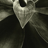 20101101155733-agave_attenuata__encino__ca__2009