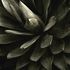 20101101160053-agave_attenuata_shawii_hybrid__malibu__ca__2007