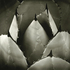 20101101161435-agave_parryi_huachucensis__encino__ca__2009