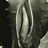 20101101164221-agave_salmiana_var