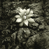 20101101164533-dudleya_pulverulenta__walker_basin__ca__2009