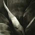 20101101165044-agave_attenuata_boutin_blue__fallbrook__ca__2008