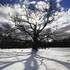 20101102205110-revelotion_tree_bart_zoni