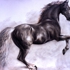 Arabian_stallion-0004