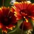 20101105171649-indian_blanket