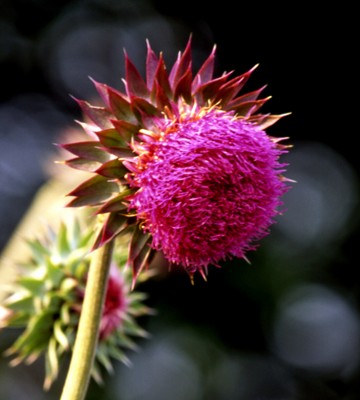 20101105221812-thistle