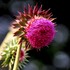 20101105221812-thistle