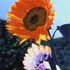 20101106083726-a_bright_beginning_artslant