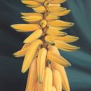 20101106093618-yes_we_have_some_bananas_artslant
