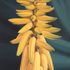 20101106093618-yes_we_have_some_bananas_artslant