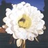 20101106094551-whitecereusbloom300dpi