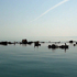20101108072613-orlow_limbo2