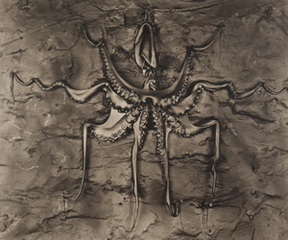 Black Octopus ,Gwen Akin and Allan I. Ludwig