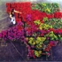 Lacounty_potted