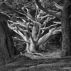 Tree At Point Lobos,Cheryl Shepard