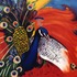 20101112121942-11_11_peacock