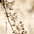 20101113133313-cherry_blossoms-sm