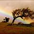 20101116194849-windblown_sentinel_with_rainbow