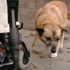 Kaya_with_wheelchair_wheel