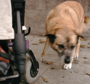 Kaya_with_wheelchair_wheel