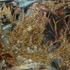 20101117015607-praesepium