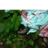 Johnson_rat
