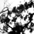 20101119005348-garden-shadows-2008-withered-japanese-maple