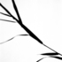 20101119005636-grasses-shadows-2