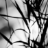 20101119005824-grasses-shadows-4