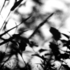 20101119010003-grasses-shadows-7