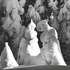 20101119012611-ae_evergreentrees