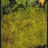 Goldenflower2