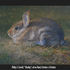 20101123160609-rabbit1