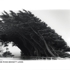 Sutro_park