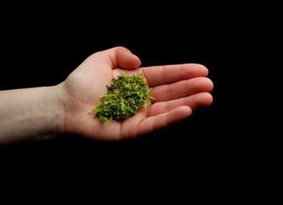 Our(moss),Birta Gudjonsdottir