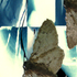 20101129092528-bean_squares_copy