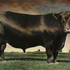 20101201104313-angus_bull