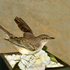 20101201112550-mockingbird