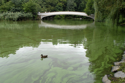 20101205063738-bowbridge