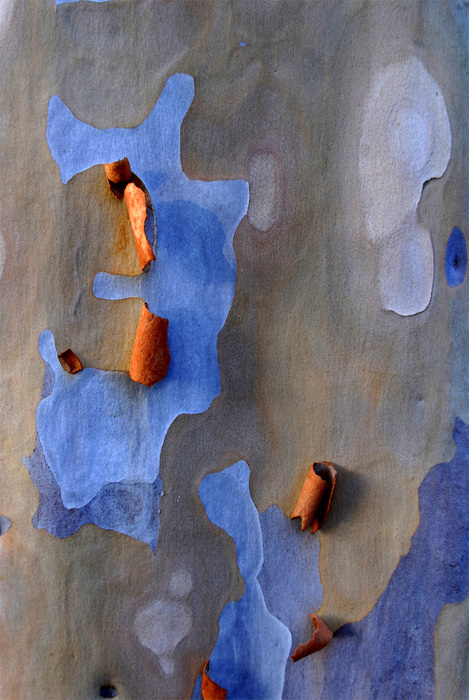 20101206184606-eucalyptus8