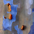 20101206184606-eucalyptus8
