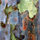 20101206190701-eucalyptus4