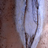 20101206191240-eucalyptus1