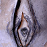 20101206191747-eucalyptus2