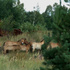 20101207094857-thater_przwalskishorses_1lr-lr54ex