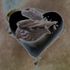 20101209085740-invertedbrownheart