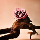 20101209171234-rose