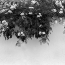 20101210064309-vallevine