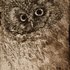 20101210114153-owl